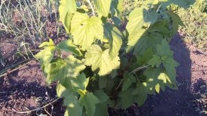 первый урожай смородины,смородина размером с черешню,крупноплодная смородина