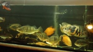 Цихла ленточная, оцеллярис. Описание, содержание и размножение. Cichla ocellaris