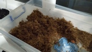 ЯЙЦА УЛИТОК. ЧТО С НИМИ ДЕЛАТЬ