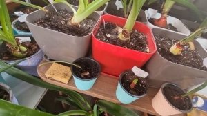 подготовка гиппеаструмов к зимовке