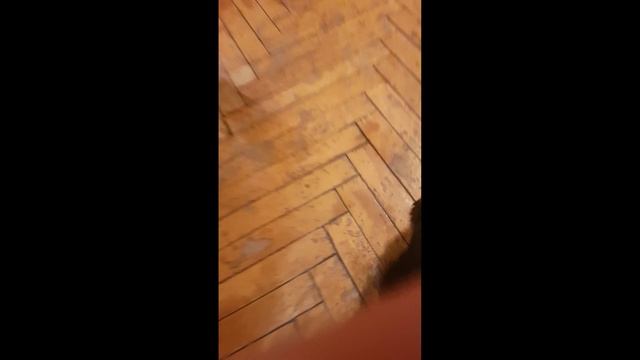 ЙОРКШИРСКИЙ ТЕРЬЕР.Щенок 4 месяца.