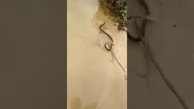 Змеи в Липецкой области. Ловим змею . смотреть онлайн