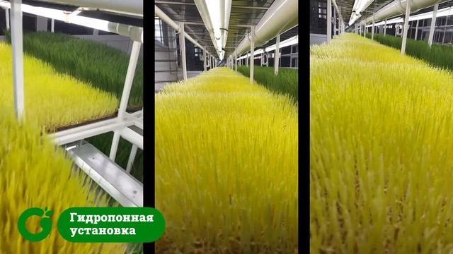 Производство витграсс (Wheatgrass) от А до Я