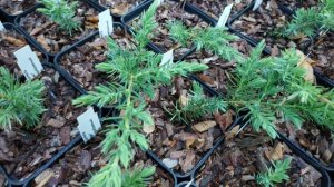 Можжевельник прибрежный Шлягер