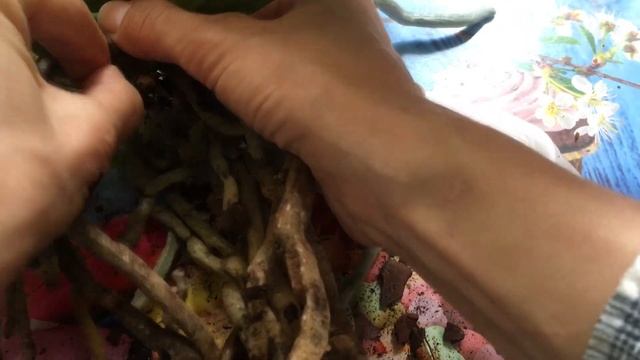 Пересадка орхидеи Дикий Кот Wild Cat рассказываю и показываю подробно. смотреть онлайн