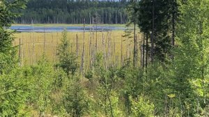 Лось на болоте в днем в июле 2020 года (редкость).