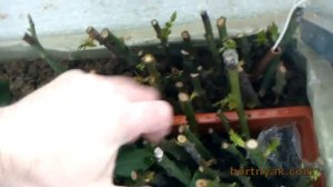 Проблемы с терморегулятором, в тепличке по укоренению черенков.