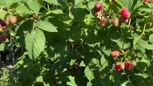 Поспела малина сорт «Гусар»?