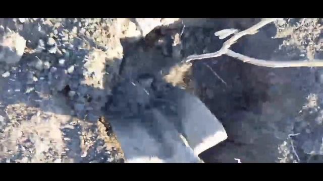 Посадка фундука, как правильно посадить дерево смотреть онлайн