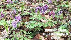 Хохлатка Лесная - растение от бессонницы