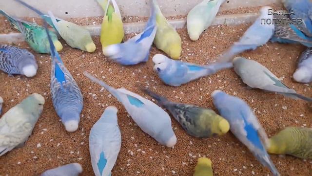 🐦Птенец выставочного волнистого попугая Мейбл знакомится со стаей