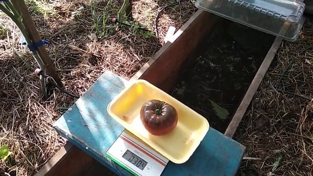 Мои "экзоты". Обзор и дегустация томатов . смотреть онлайн