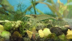 Креветка Амано