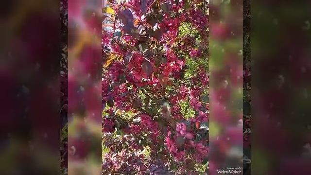 Video_20230603211408681_by_VideoShow.mp4 ☔☔ ВЕСЬ МИР РАД ДОЖДЮ ☔ МОИ НОВОСТИ