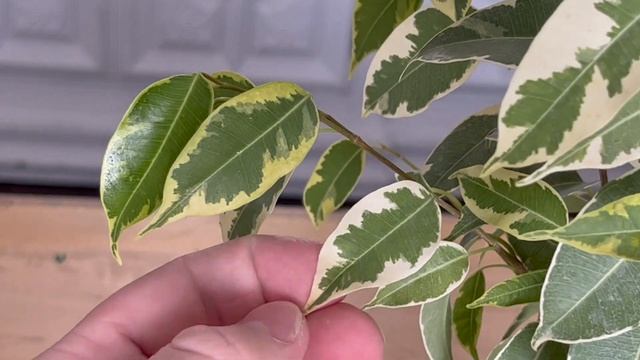 Ficus Benjamina Variegata "Variegated Weeping Fig" Care | A Plant A Week смотреть онлайн