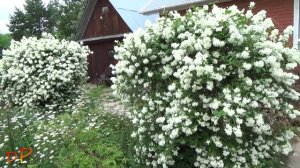 «Восхитительный махровый чубушник-2021»