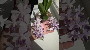 Фаленопсис Сапфир. Голубая орхидея. Орхидея Сапфир.
