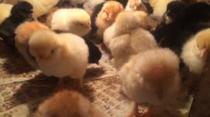 Цыплята Брама, Кохинхин, Орпингтон, Маран, Араукана, Китайская шелковая