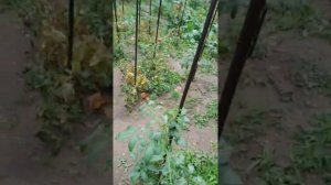 Уроки "садовода": как поднять землю на один метр,не вкладывая ни рубля.Как можно легко ее удобрить!