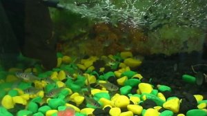 Рыбки чёрный орнатус. Харациновые, мирные.