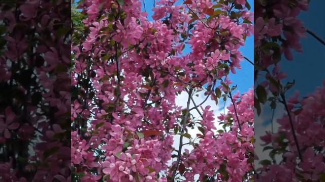 22 мая 2023 г. Яблоня декоративная смотреть онлайн