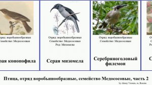 Птица, отряд воробьинообразные, семейство Медососовые, часть 2 мизомела филемон лихмера bird Fuse