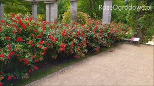 Róża rabatowa - Black Forest Rose.