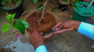 how to care camellia plant in summer season