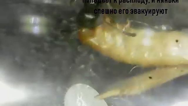 Охота муравьев на личинку жука знахаря (Messor Structor против личинки) смотреть онлайн