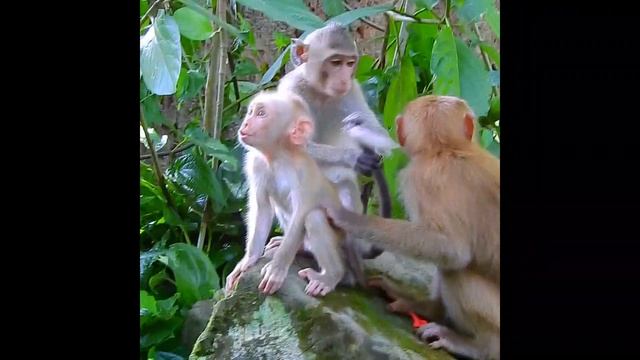 Мама Обезьяна Луна Радужная обезьяна Люси Малышка Обезьянка с косичками | Monkey Video смотреть онлайн