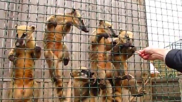 Носухи. Забавные зверьки с полосатым хвостом смотреть онлайн