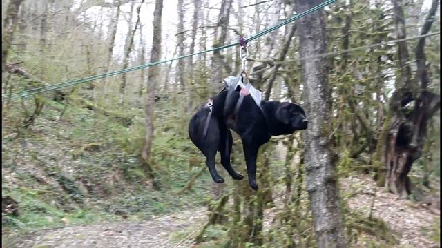 Как тренируют собак МЧС в Сочи смотреть онлайн