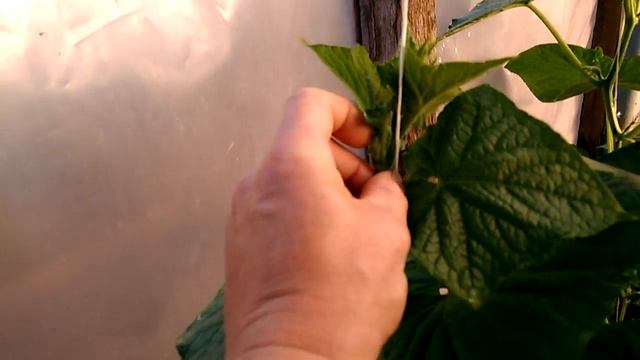 Огурцы, сорт Лютояр. В парнике. 01.06.18. смотреть онлайн