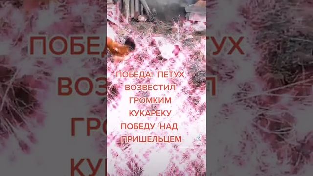 1-февраля-2021-г-.mp4 коты