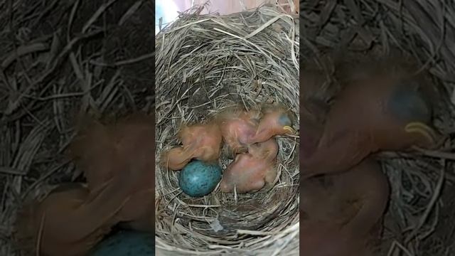 Полет валькирии на даче смотреть онлайн