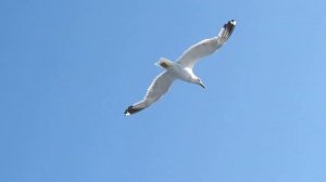 Чайка летит на месте