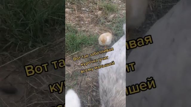 Наседка с цыплятами