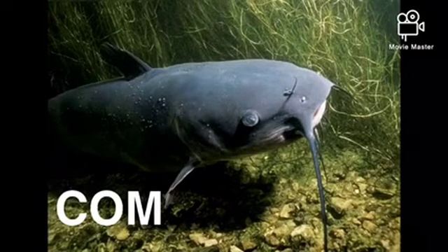 Кто живёт в воде? Старшая группа смотреть онлайн