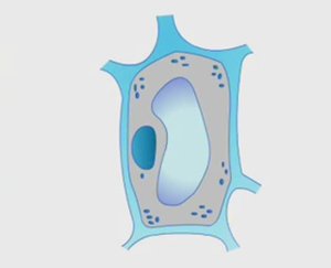 ВАКУОЛЬ В РАСТИТЕЛЬНОЙ КЛЕТКЕ