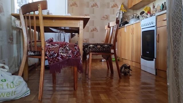 Поймала мышь, в итоге - упустила, пока игралась... смотреть онлайн