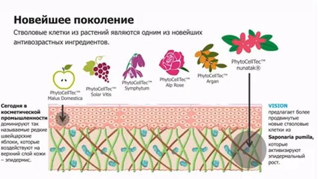 VISION SkinCare- Косметика со стволовыми клетками растительного происхожденияо смотреть онлайн