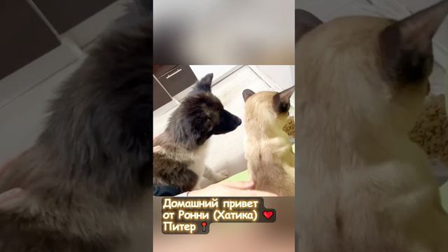 Хатика
#помощьбездомнымживотным #собака #семья #собакадругчеловека #непокупайприюти #собакасисторией