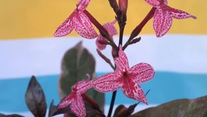 #ПСЕВДЭРАНТЕМУМ расцвел!!! Pseuderanthemum. Мои цветы. #Доминикана.