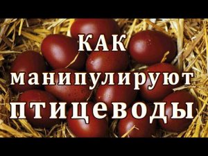 КАК МАНИПУЛИРУЮТ ПТИЦЕВОДЫ!! ЯЙЦО ПОРОДНЫХ КУР МИФЫ И РЕАЛЬНОСТЬ.