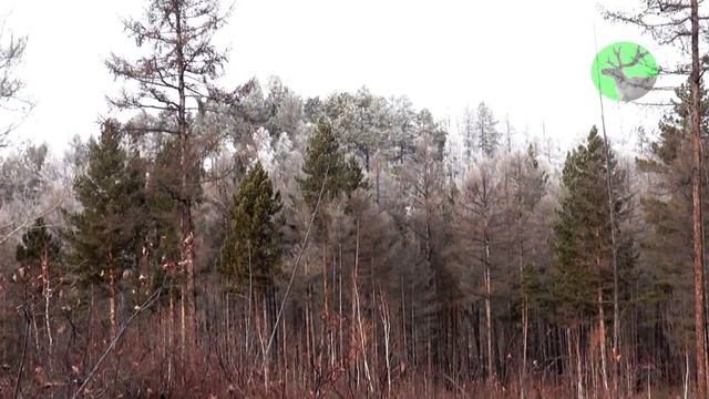 Забайкалье. Яблоновый хребет.Зимняя сказка 2011 смотреть онлайн