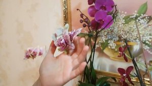 Цветение моих орхидей в январе 2020г. Обзор.