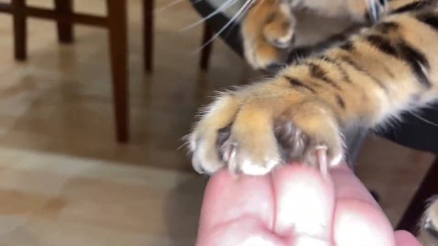 Побеспокоили бенгальского кота Лео во время сна. Няшка кот! смотреть онлайн