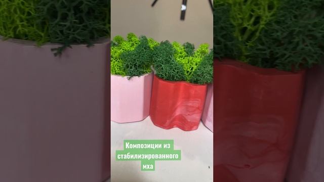 Мои работы из стабилизированного мха  #аккерман #стабилизированныймох #кашпо #мох #декор