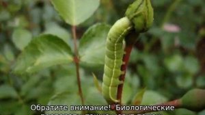 Гусеницы на розах: чем обработать цветы от вредителей