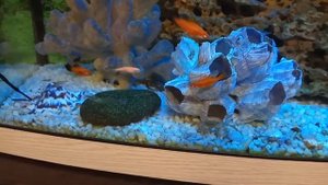 Мраморный краб в пресном аквариуме